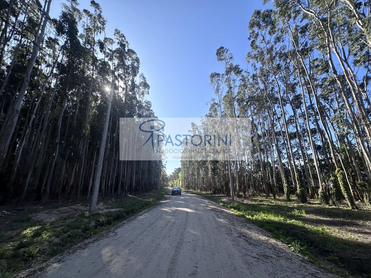 LOTE en TIPANTU