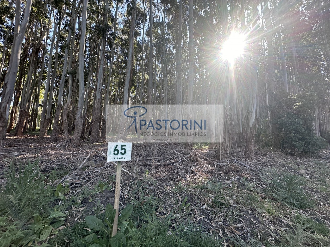 LOTE en TIPANTU
